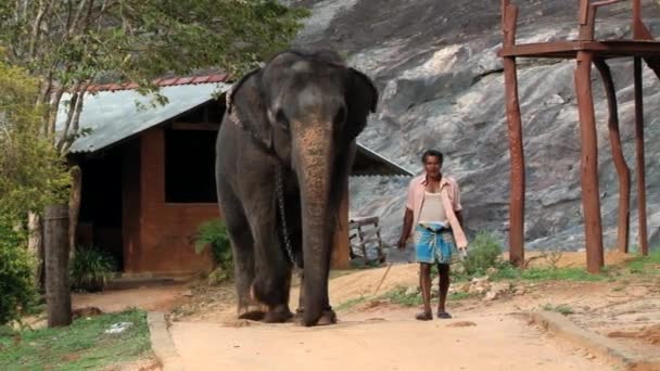 Man loopt met olifant door de straat van een klein dorpje in Trincomalee, Sri Lanka. — Stockvideo