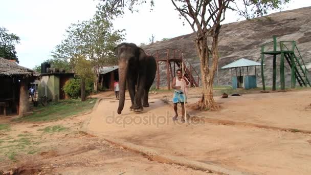 スリランカ ・ トリンコマリーで小さな村の通り象と歩く男. — ストック動画