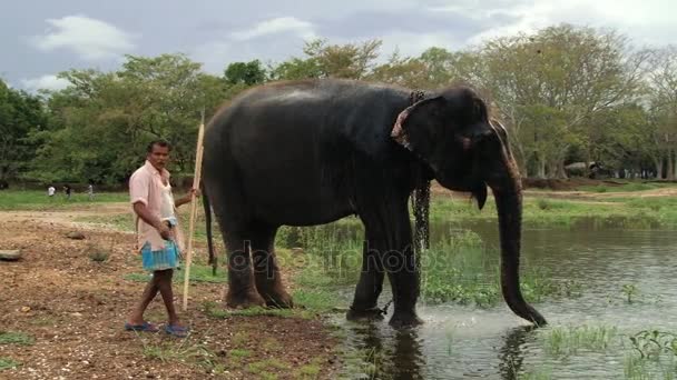 Man staat met olifant drinking water uit het meer in Trincomalee, Sri Lanka. — Stockvideo