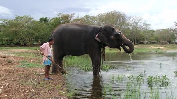 Man staat met olifant drinking water uit het meer in Trincomalee, Sri Lanka. — Stockvideo