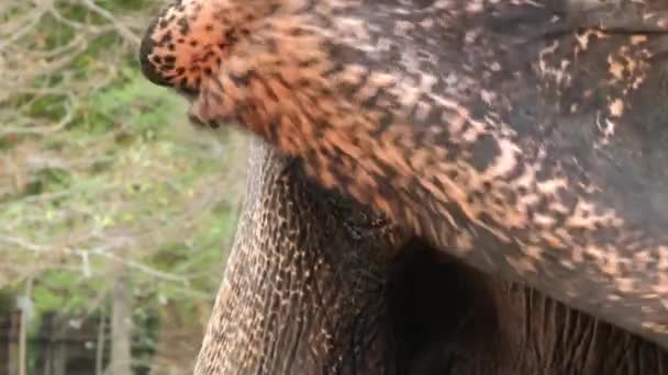 Detail van het gezicht van de olifanten met oog en bewegende oor in Trincomalee, Sri Lanka. — Stockvideo