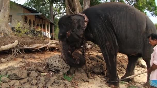 男は、トリンコマリー, スリランカの村で大きな石を移動する象を指示します。. — ストック動画