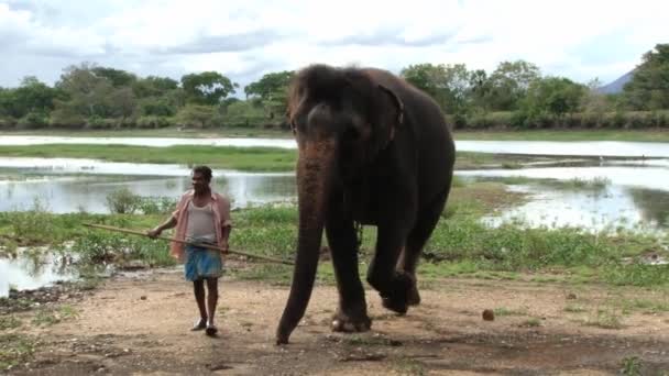 Man loopt met olifant door het platteland in Trincomalee, Sri Lanka. — Stockvideo