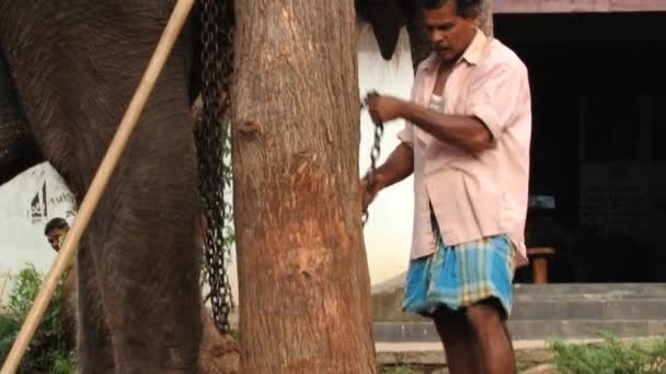 Человек приковывает слона к большому дереву в Тринкомали, Шри-Ланка . — стоковое видео