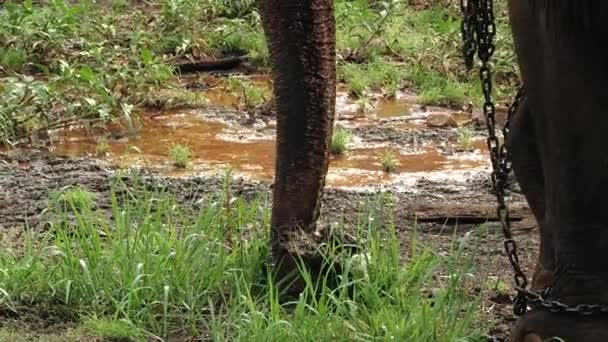 El hombre ordena al elefante que mueva el tronco en una aldea de Trincomalee, Sri Lanka . — Vídeo de stock