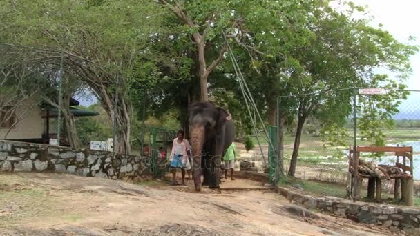 Man loopt met olifant door de straat van een klein dorpje in Trincomalee, Sri Lanka. — Stockvideo