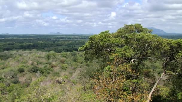 Vue sur la jungle depuis la forteresse de Sigiriya au Sri Lanka . — Video