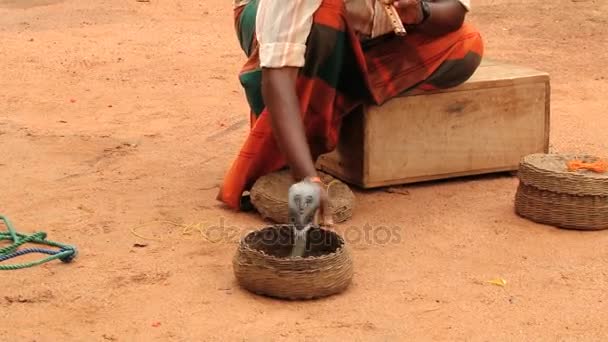 Заклинатель змей играет на флейте для кобры, сидящей в корзине в Сигирии, Шри-Ланка . — стоковое видео