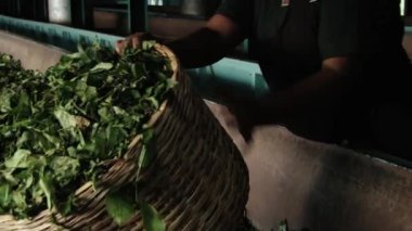 Kadın Nuwara Eliya, Sri Lanka çay fabrikasında çalışıyor.