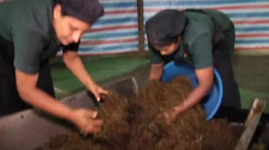 Kadın Nuwara Eliya, Sri Lanka çay fabrikasında iş.