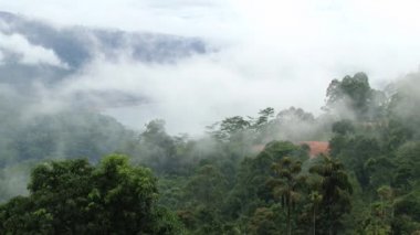 Tropikal orman ve sis ve bulutlar Nuwara Eliya, Sri Lanka ile gökyüzü için görüntüleyin.