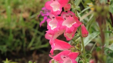 Pembe tropikal çiçek yeşil çim arka plan içinde Nuwara Eliya, Sri Lanka.