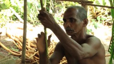 Adam geleneksel tarçın üretim içinde Madu Ganga, Sri Lanka gösterir.