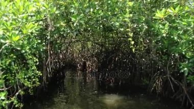 Sri Lanka Madu Ganga nehirde mangrov ormanın içinde dar geçit tarafından turist tekne yolcu.