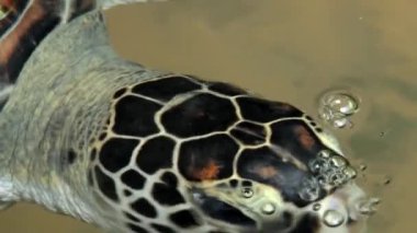 Deniz kaplumbağası Galle, Sri Lanka bir havuzda yüzüyor.