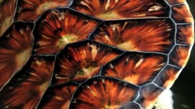 Deniz kaplumbağası Galle, Sri Lanka bir havuzda yüzüyor.