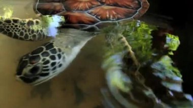 Deniz kaplumbağası Galle, Sri Lanka bir havuzda yüzüyor.