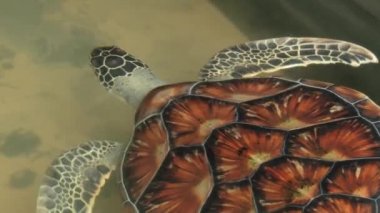 Deniz kaplumbağası Galle, Sri Lanka bir havuzda yüzüyor.
