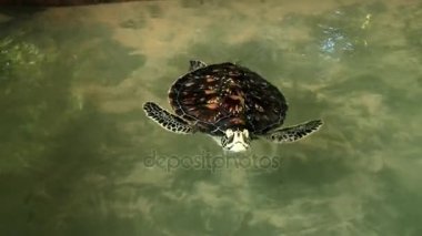 Deniz kaplumbağası Galle, Sri Lanka bir havuzda yüzüyor.