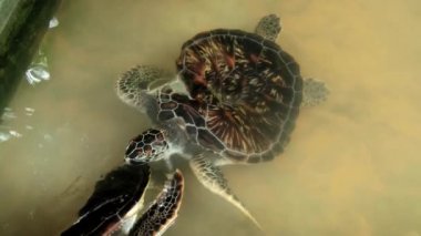 Galle, Sri Lanka bir havuzda yüzün deniz kaplumbağaları.