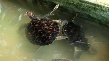 Galle, Sri Lanka bir havuzda yüzün deniz kaplumbağaları.