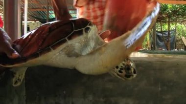 Galle, Sri Lanka çiftliğinde kaplumbağa kişi tutar.