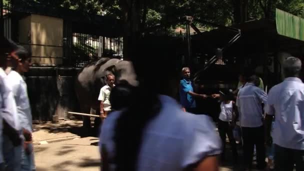 As pessoas demonstram elefante na rua em Kandy, Sri Lanka . — Vídeo de Stock