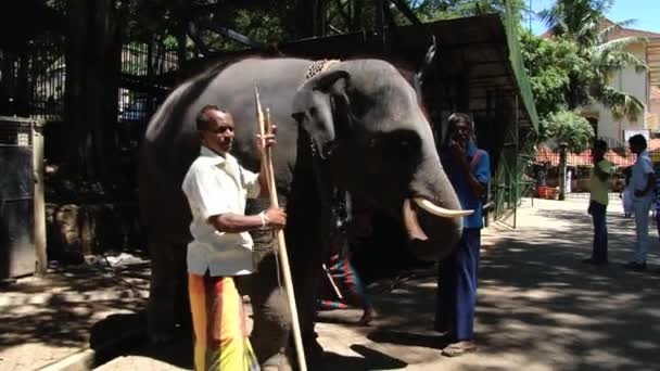 Manifestación de elefantes en la calle de Kandy, Sri Lanka . — Vídeos de Stock