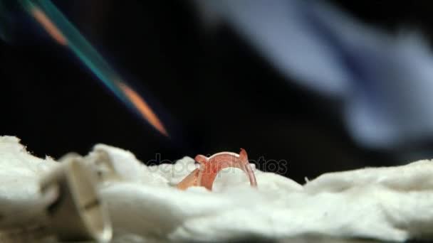 Hombre produce anillo en un taller de joyería de zafiro en Kandy, Sri Lanka . — Vídeos de Stock