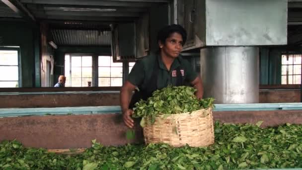 Woman works at the tea factory in Nuwara Eliya, Sri Lanka. — Stock Video