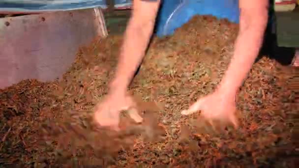 Kadın Nuwara Eliya, Sri Lanka çay fabrikasında iş. — Stok video
