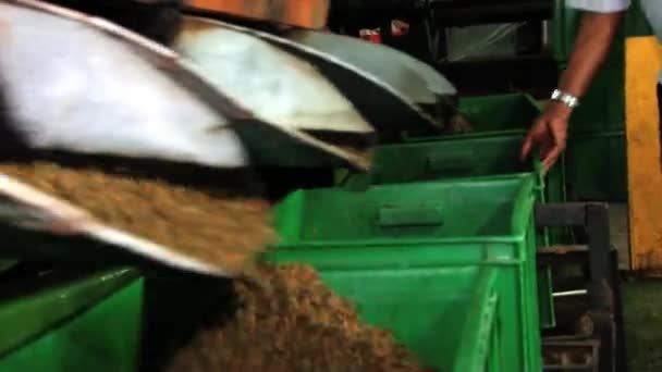 Il tè verde proviene dalla macchina per la lavorazione del tè presso la fabbrica di tè a Nuwara Eliya, Sri Lanka . — Video Stock