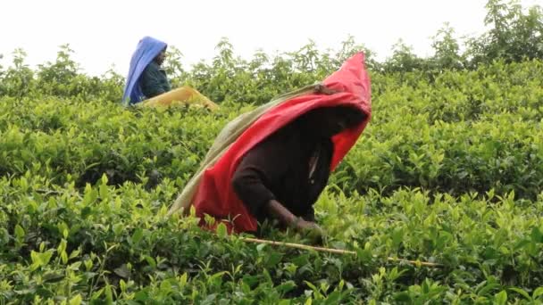 人们收集茶种植园在努瓦拉埃利亚，斯里兰卡. — 图库视频影像
