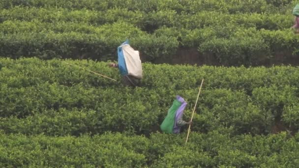 People collect tea at the plantation in Nuwara Eliya, Sri Lanka. — Stock Video