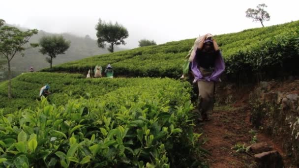 People collect tea at the plantation in Nuwara Eliya, Sri Lanka. — Stock Video