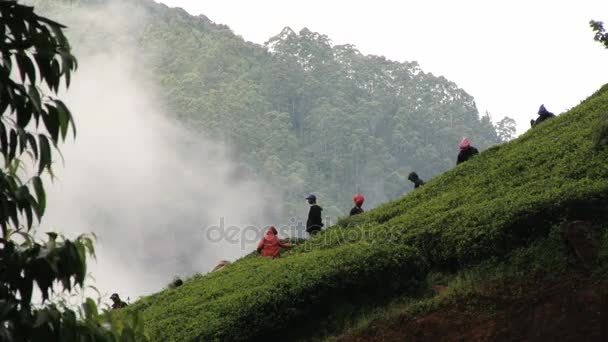 Menschen sammeln Tee auf der Plantage in nuwara eliya, sri lanka. Zeitraffer. — Stockvideo