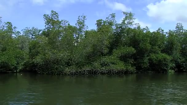 Vista al bosque tropical en la orilla del río Madu Ganga desde el barco turístico en movimiento en Sri Lanka . — Vídeos de Stock