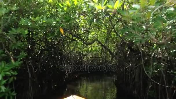 Barco turístico pasa por el estrecho paso en el bosque de manglares en el río Madu Ganga en Sri Lanka . — Vídeo de stock