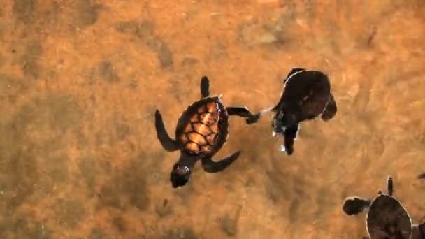 Μωρό χελώνες κολυμπούν σε μια λίμνη στο Galle της Σρι Λάνκα. — Αρχείο Βίντεο