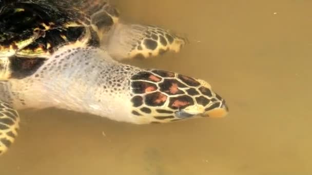 Tartaruga marina nuota in uno stagno a Galle, Sri Lanka . — Video Stock