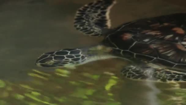 Meeresschildkröte schwimmt in einem Teich in Galle, Sri Lanka. — Stockvideo