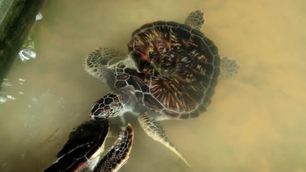 Sea turtles swim in a pond in Galle, Sri Lanka. — Stock Video