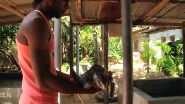 Galle, Sri Lanka çiftliğinde kaplumbağa kişi tutar. — Stok video