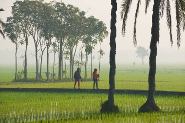 Genç Bangladeşli kadın tarafından pirinç alan puslu sabah yürüyüşe dakka, Bangladeş'te.