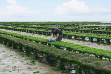 Farmer works at oyster farm at low tide in Grandcamp-Maisy, France. clipart