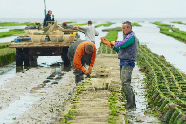 Les agriculteurs travaillent à la ferme ostréicole à marée basse à Grandcamp-Maisy, France . — Photo