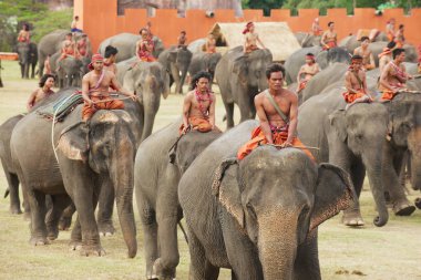 People take part in the Elephant show in Surin, Thailand. clipart