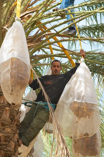 Cosechas humanas en El Goula, Túnez . — Foto de Stock