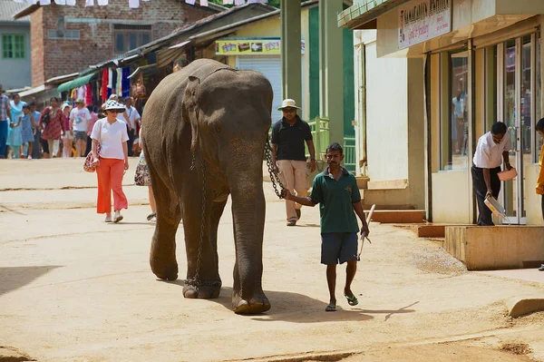 Hombre pasea un elefante adulto por la calle en Pinnawala, Sri Lanka — Foto de Stock