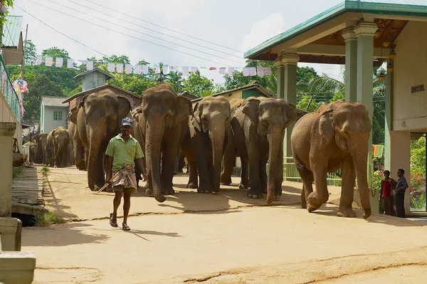 Man går elefanter av gatan. Pinnawala i Sri Lanka är känt för Elephant Orphanage. — Stockfoto